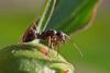 277373 – Photo : Marc Solari – France (68)